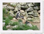 Dierentuin Burgers  Zoo 119 * 3648 x 2736 * (6.89MB)
